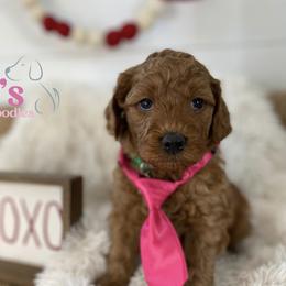 Green collar - Red  male Goldendoodle puppy in Ohio from Farr’s Goldens and Doodles