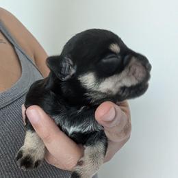 Dark Blue - Black and silver male Miniature Schnauzer puppy in Thomasville, North Carolina from J&J's Future Horizons Kennel