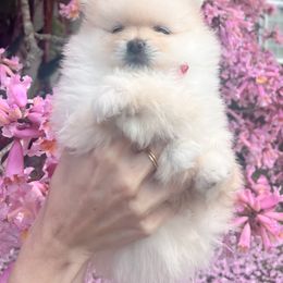 Pomeranian Puppies from Floki & Fibi Pomeranians