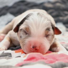 Ives - Blue merle male Australian Shepherd puppy in Weatherford, Texas from Ridgestar Aussies
