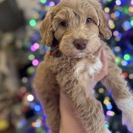 Australian Labradoodle Puppies from Liberty Hill Labradoodles
