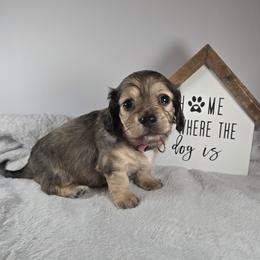 Nicholas - Cream male Dachshund puppy in Pryor, Oklahoma from Mighty Paws Manor