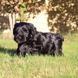 Boy 2 - Black male Miniature Schnauzer puppy in Tacoma, Washington from MSR Mini Schnauzers
