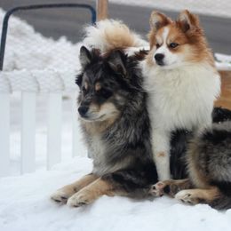 Pomskies from Northern Maine Samoyeds and Pomskies