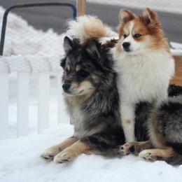 Pomskies from Northern Maine Samoyeds and Pomskies
