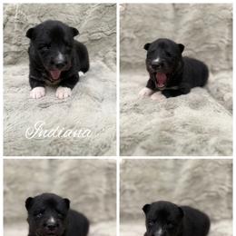 Indiana - Agouti and white female Siberian Husky puppy in London, Ohio from Rose Trail Siberian’s