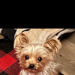 Kona ( Baylee ChowChow) - Yorkshire Terrier