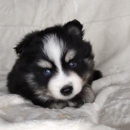 Pomsky Puppies from Puppy Pack