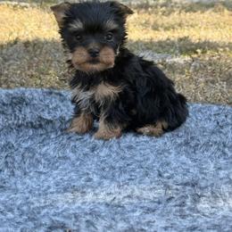 Tiny Bella Doña - Black and gold female Yorkshire Terrier puppy in North Naples, Florida from Moon Ranch Puppies