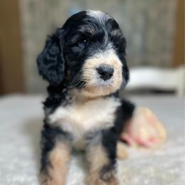Clarabelle - Tri-color female Bernedoodle puppy in Osage City, Kansas from Golden Ridge Goldens