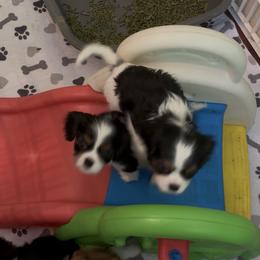 Dash - Tri-color male Cavalier King Charles Spaniel puppy in Hesperia, Michigan from Whiteriver Cavaliers