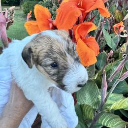 Lucy - White and tan female Wire Fox Terrier puppy in Oak Ridge, North Carolina from Rick's Wire Fox Terriers
