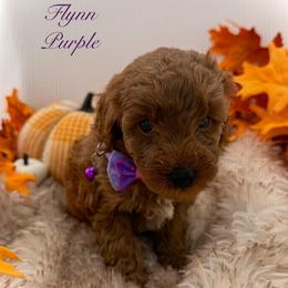 Flynn Purple (Boy 3) - Red  male Poodle puppy in Miami, Florida from Katy's Toy Poodles & Doodles