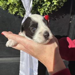 Green girl - Parti female Miniature Schnauzer puppy in Oneonta, Alabama from Murphree Valley Kennels