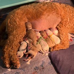 Light purple Collar - Apricot female Goldendoodle puppy in Watertown, New York from True Friend Doodles