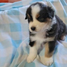 Australian Shepherd Puppies from Amare Aussies