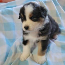 Australian Shepherd Puppies from Amare Aussies