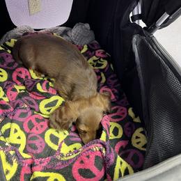 Dachshund Puppies from The Weenie Herd Mom