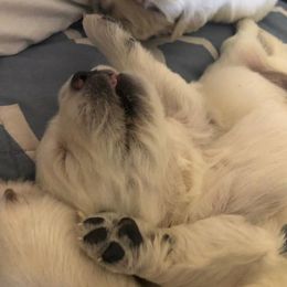 Golden Retriever Puppies from Norterra Goldens