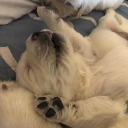 Golden Retriever Puppies from Norterra Goldens