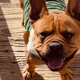 French Bulldogs from Sweet Girl Kennels🍯🦋