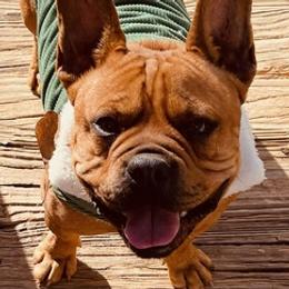 French Bulldogs from Sweet Girl Kennels🍯🦋