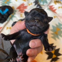 Orange boy 4 - Black male Pug puppy in Onalaska, Washington from Cupid’s Pugs