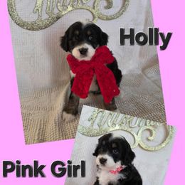 Holly black tri - Black tri-color female Aussiedoodle puppy in Lexington, Oklahoma from Long Doggy Acres Miniature Dachshunds