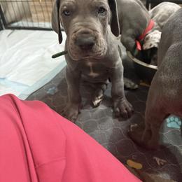 Tanner - Blue male Great Dane puppy in Russellville, Arkansas from River Valley Great Danes & Miniature Schnauzers