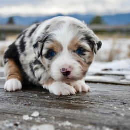 Boy 2 - Blue merle male Miniature American Shepherd puppy in Baker City, Oregon from Back Country Aussies