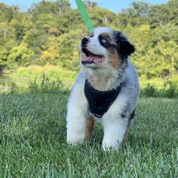 Skipper - Blue merle male Australian Shepherd puppy in Hartville, Missouri from Stamper K9’s