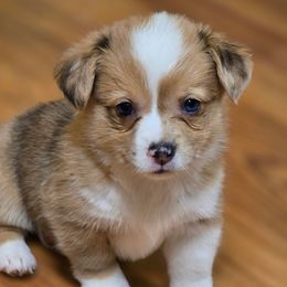 CKC Red Merle Female - Red merle and white female American Corgi puppy in Clovis, New Mexico from Sweet & Salty Cowdogs