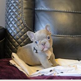 Grey collar - Blue male French Bulldog puppy in North Branch, Minnesota from Halverson Bulldogges