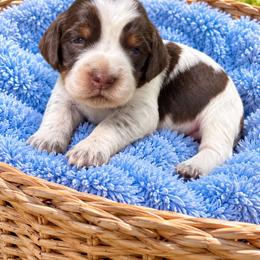 Boy 1 - Tri-Roan male English Springer Spaniel puppy in Fairfield, California from Goldridge Springers