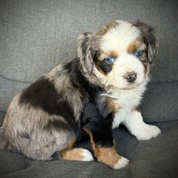 Piper - Blue merle female Toy Australian Shepherd puppy in Ivanhoe, Virginia from P3 Kennel
