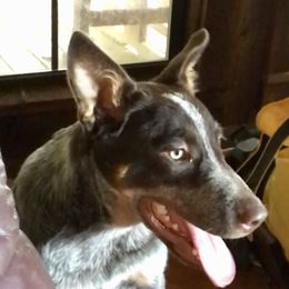 Moose - Australian Cattle Dog