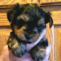 Male 2 - Black and tan male Yorkshire Terrier puppy in Altura, Minnesota from Kathy's little yorkies