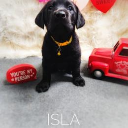 Labrador Retriever Puppies from Harrison's Lakeside Labradors