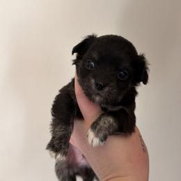 Remus - Black and tan male Chihuahua puppy in Knowlton Township, New Jersey from Augenblick Kennels