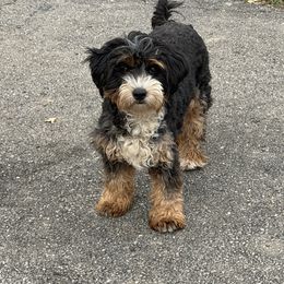 Cricket - Bernedoodle
