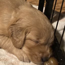 7th Pick Girl - Dark golden Golden Retriever puppy in Sacramento Area, California from Gold Country Golden Retrievers