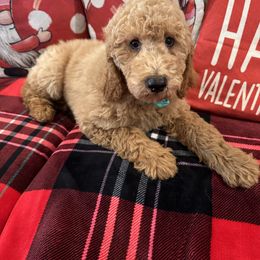 Boy 3 - Apricot Goldendoodle puppy in New Bern, North Carolina from Oodles of Doodles
