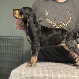 Bluetick Coonhound Puppies from Lone River Blueticks