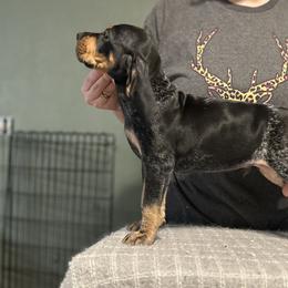 Bluetick Coonhound Puppies from Lone River Blueticks