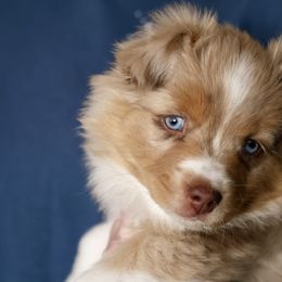 Australian Shepherd, Miniature American Shepherd, Miniature Australian Shepherd, and Toy Australian Shepherd Puppies from Painted Blue Aussies