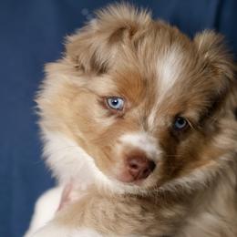 Australian Shepherd, Miniature American Shepherd, Miniature Australian Shepherd, and Toy Australian Shepherd Puppies from Painted Blue Aussies