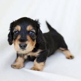 Charlie - Black and tan male Dachshund puppy in El Dorado Hills, California from Golden Hill Dachshunds
