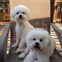 Bichon Frise All Grown Up from Phantom Bichons