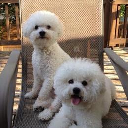 Bichon Frise All Grown Up from Phantom Bichons