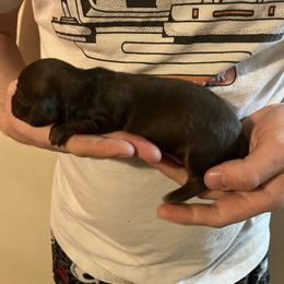 AKC Shaded Red Male - Red male Dachshund puppy in Gainesville, Florida from Mini Dots Mini Dachshunds